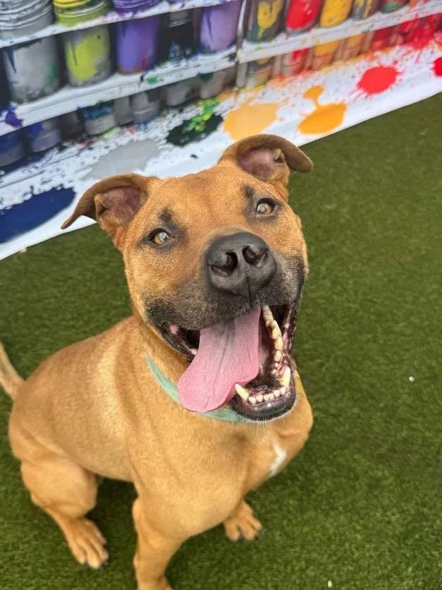 An adult large-sized male Red / Chestnut / Orange Mixed Breed dog named Kai for adoption in Cincinnati, OH