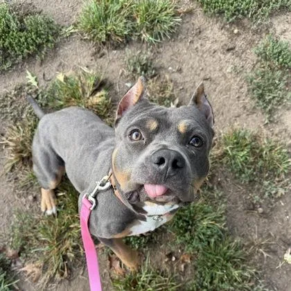An adult medium-sized female Mixed Breed dog named Katana for adoption in Merriam, KS