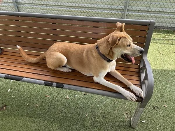 An adult large-sized male Mixed Breed dog named Kilo for adoption in Austin, TX
