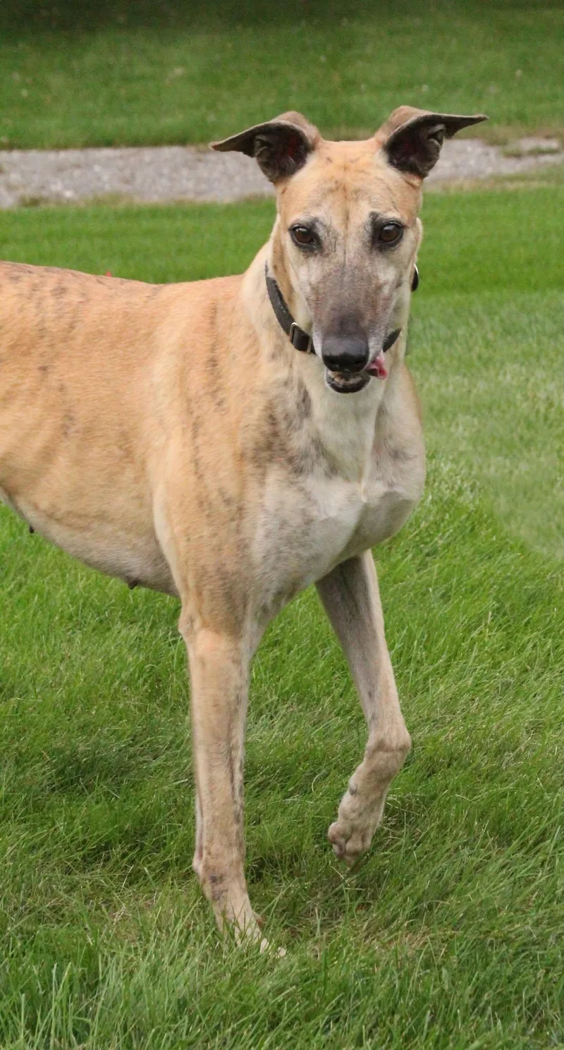 An adult large-sized female Greyhound dog named Columbia for adoption in Goshen, IN
