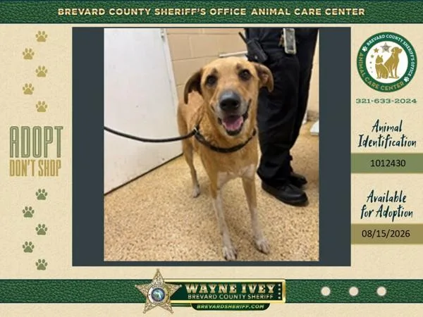 An adult large-sized male Mixed Breed dog named Oscar for adoption in Melbourne, FL