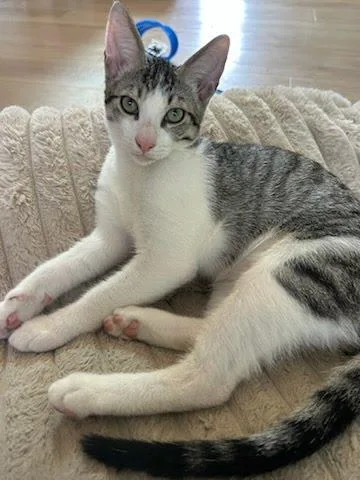 A baby medium-sized male Domestic Short Hair cat named Sammy for adoption in Los Angeles, CA
