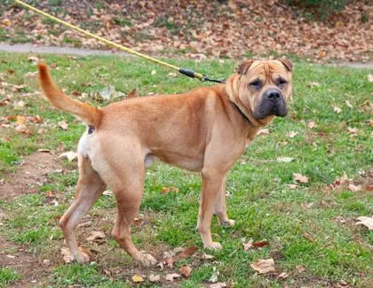 An adult large-sized male Mixed Breed dog named Buddy for adoption in West Chester, PA