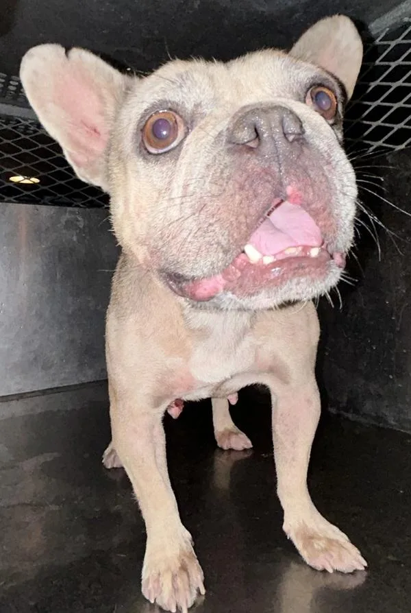 An adult medium-sized female French Bulldog dog named Brownie for adoption in Victorville, CA