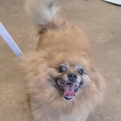 Nala thumbnail 2