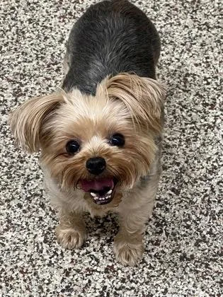 Lilipup