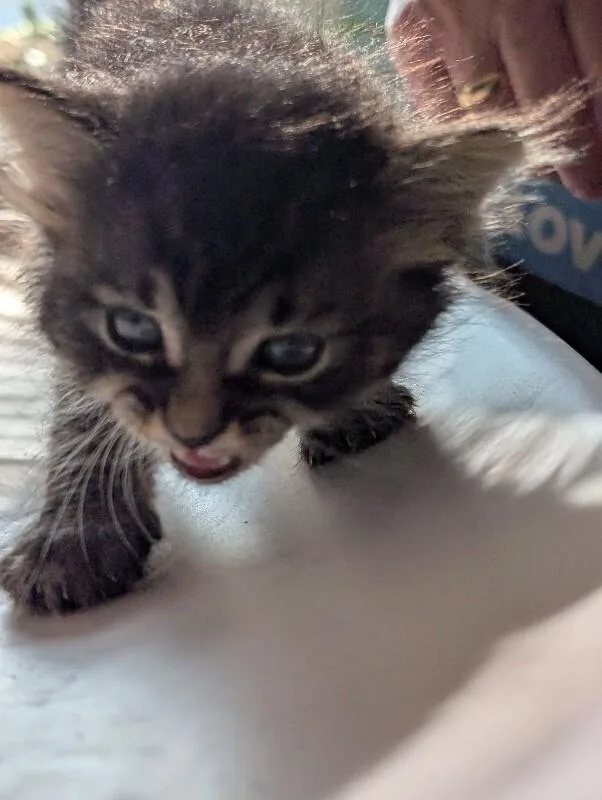 A young medium-sized female Tabby (Brown / Chocolate) Domestic Medium Hair cat named Diamond for adoption in Adrian, MI
