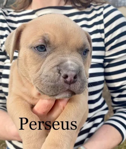 A baby large-sized male American Bulldog dog named Perseus for adoption in Brooklyn Center, MN