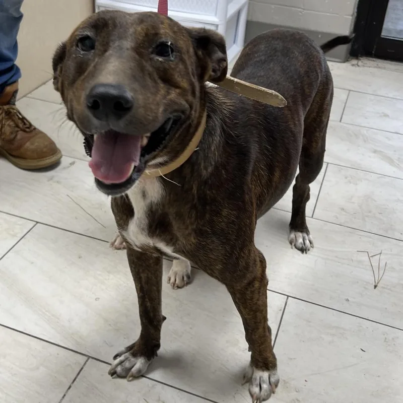 A young medium-sized female Brindle Mountain Cur dog named Kim for adoption in Lufkin, TX