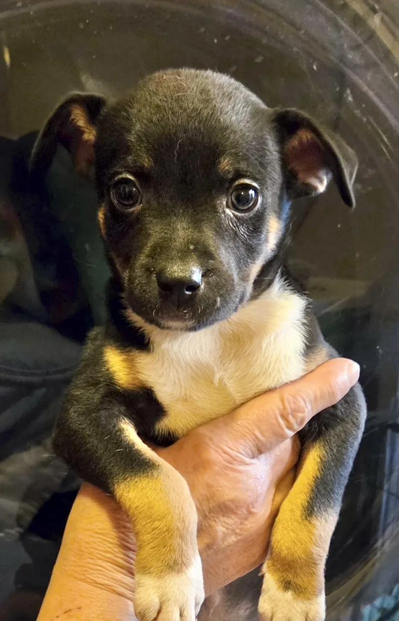 A baby medium-sized male Jack Russell Terrier dog named Dozer for adoption in Manchester, CT