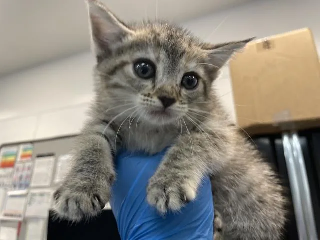A baby small-sized female Domestic Short Hair cat named Rose for adoption in Thousand Palms, CA