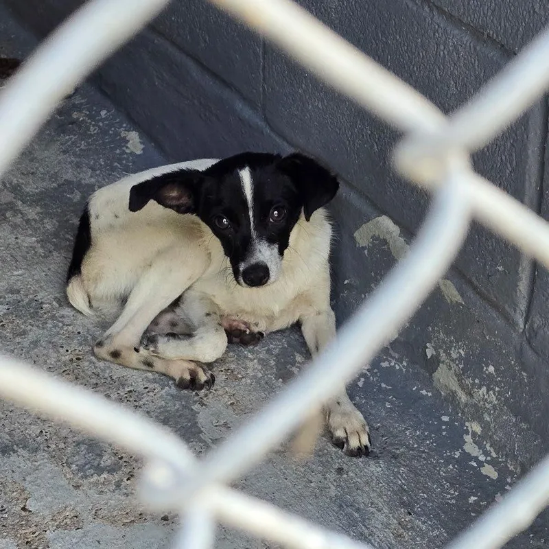 A young medium-sized male Jack Russell Terrier dog named Hershey for adoption in Austin, TX