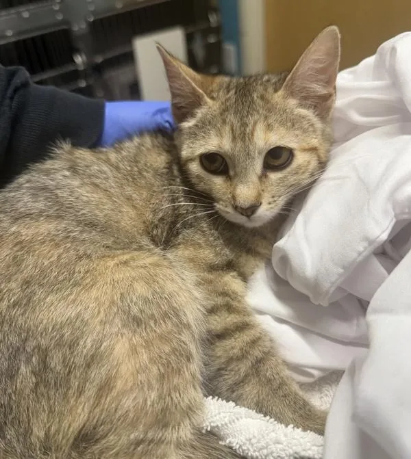 A baby medium-sized female Domestic Short Hair cat named Tequila for adoption in El Cajon, CA
