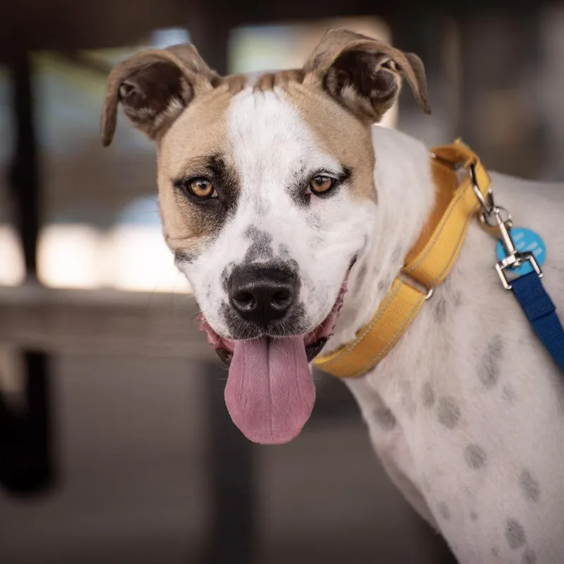 An adult medium-sized male Terrier dog named Pickles for adoption in Merritt Island, FL