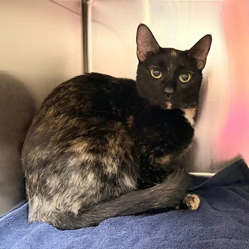 A young medium-sized female Tortoiseshell Domestic Short Hair cat named Houdini for adoption in Springfield, MA