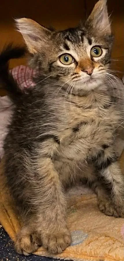A baby small-sized female Domestic Short Hair cat named Laney for adoption in Columbia, TN
