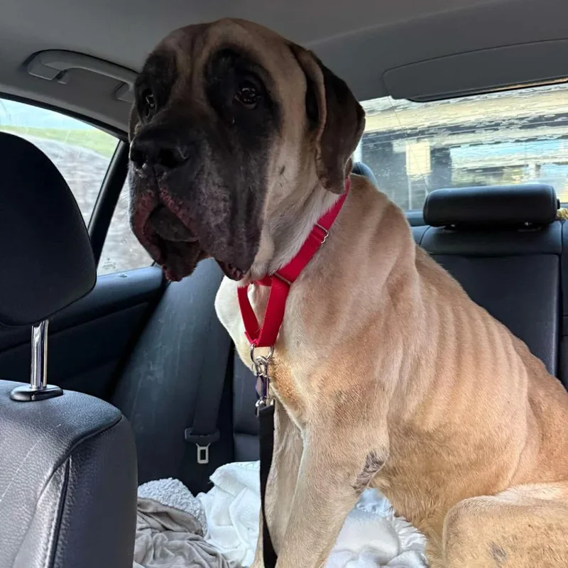 An adult extra large-sized female Yellow / Tan / Blond / Fawn Bullmastiff dog named Wrinkles for adoption in Farmersville, OH