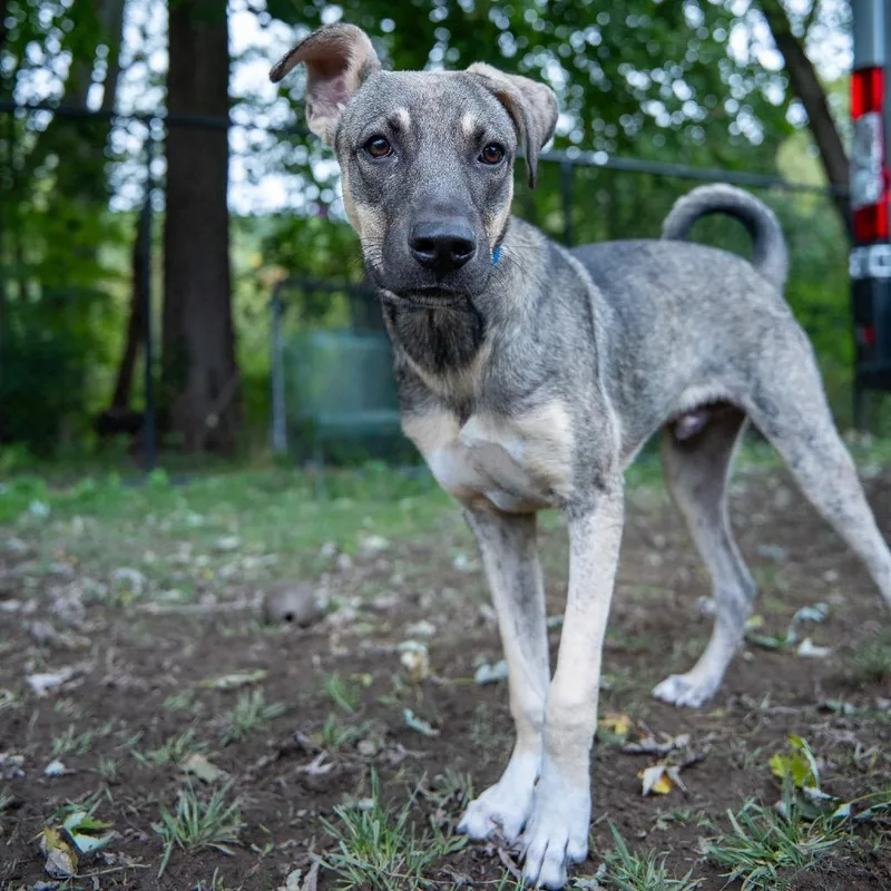 A young medium-sized male Shepherd dog named Clyde for adoption in Pawling, NY