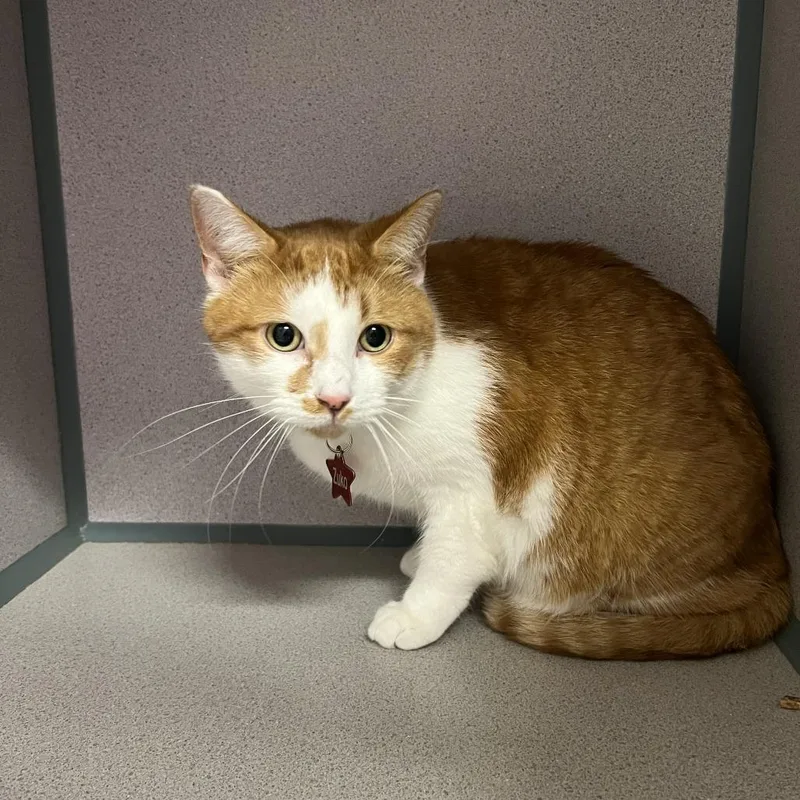 An adult large-sized male Orange / Red Domestic Short Hair cat named Zuko for adoption in Cedar Rapids, IA