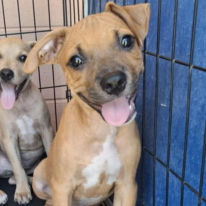 A baby medium-sized male Labrador Retriever dog named Dean for adoption in Grand Bay, AL