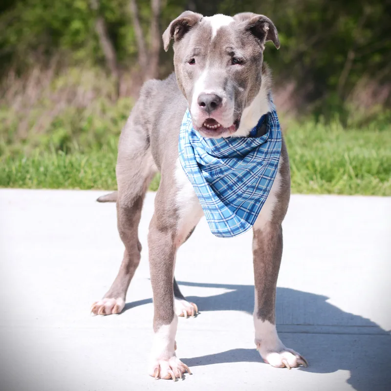 An adult large-sized male Gray / Blue / Silver Terrier dog named Buster for adoption in Amsterdam, NY