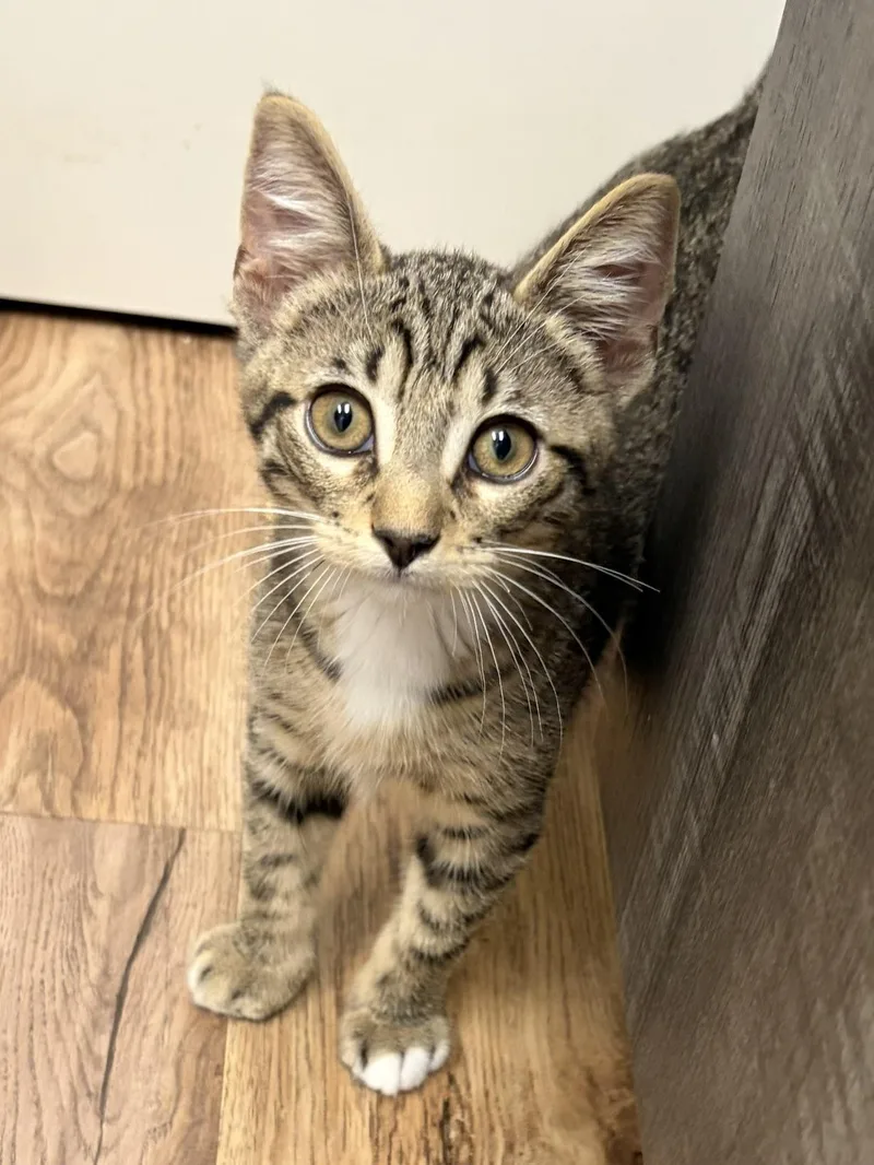 A baby medium-sized male Tabby (Brown / Chocolate) Domestic Short Hair cat named Parker for adoption in Houston, TX