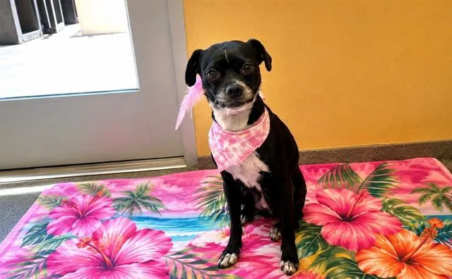 An adult small-sized female Pug dog named Paige for adoption in Tustin, CA