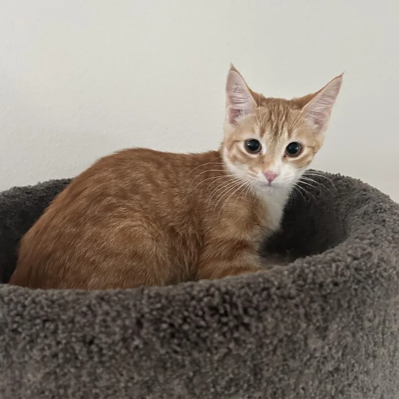 A baby medium-sized female Orange & White Domestic Short Hair cat named Bolt for adoption in Springdale, AR