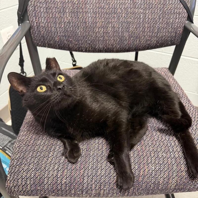 An adult extra large-sized male Black Domestic Short Hair cat named Key Lime Pie for adoption in Marshall, VA