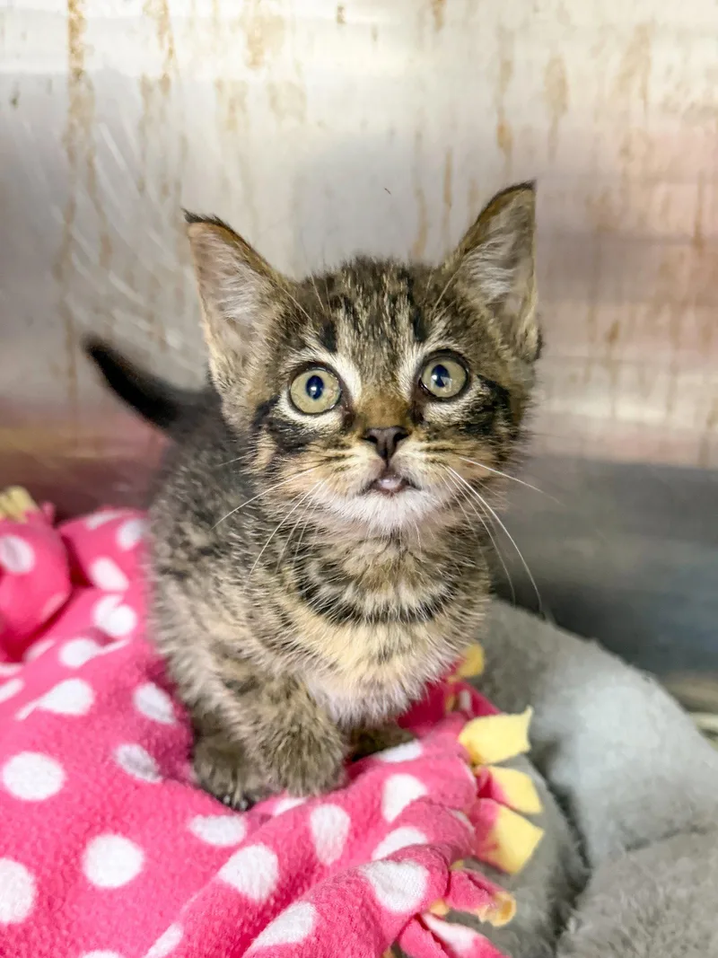 A baby medium-sized male Domestic Short Hair cat named Kelso for adoption in Sanford, NC