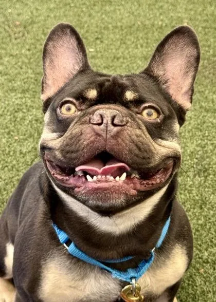 An adult medium-sized male French Bulldog dog named Little Bear for adoption in Madison, NJ