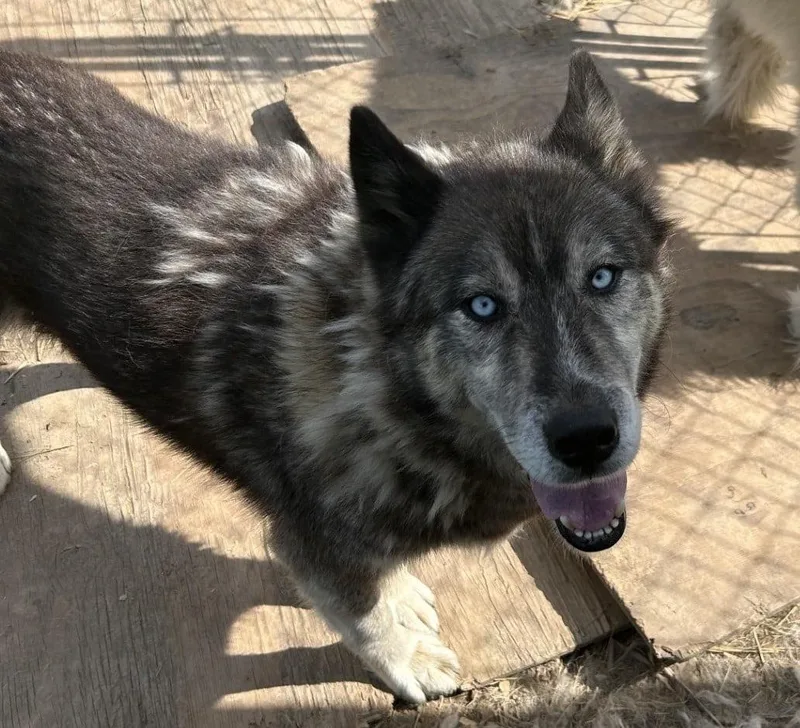 An adult large-sized male Black Husky dog named Thor for adoption in Mora, MN