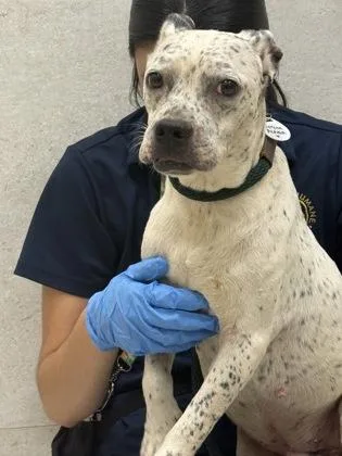 An adult medium-sized male Pit Bull Terrier dog named Chicken Waffles for adoption in Honolulu, HI