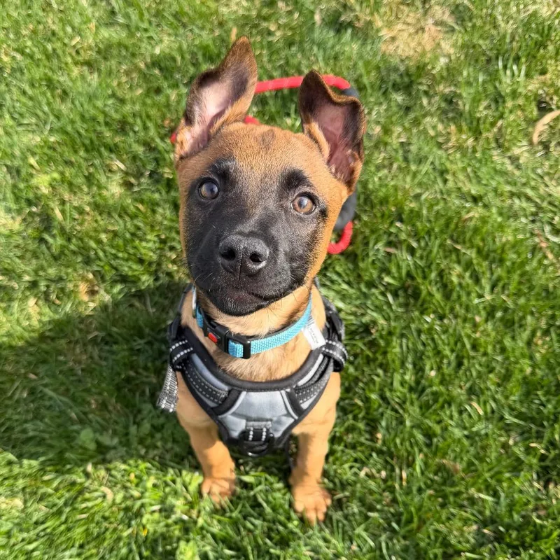 A baby medium-sized male Brown / Chocolate Belgian Shepherd / Malinois dog named Nimbus for adoption in Newark, DE