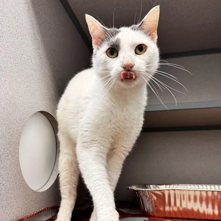 An adult medium-sized female Gray & White Domestic Short Hair cat named Chatty Kathy for adoption in Waterloo, IA