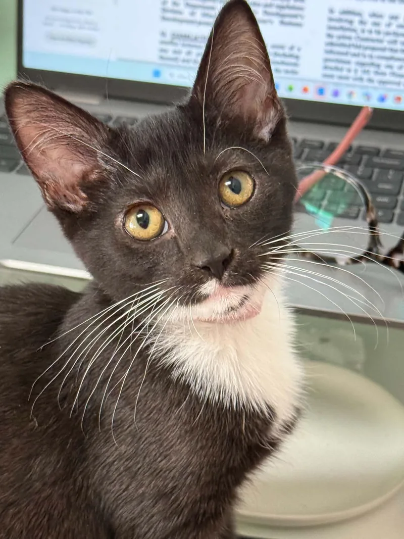 A baby medium-sized female Domestic Short Hair cat named Hepburn for adoption in Westfield, MA