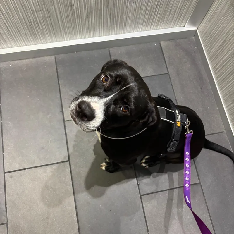 An adult large-sized female Black Mixed Breed dog named Desdemona for adoption in Gainesville, FL