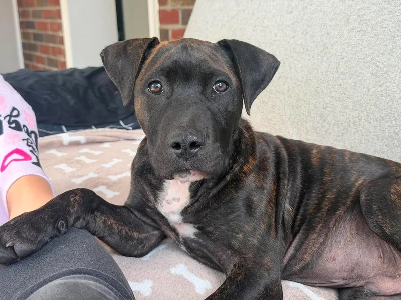 A baby large-sized male Pit Bull Terrier dog named Monte for adoption in Catasauqua, PA