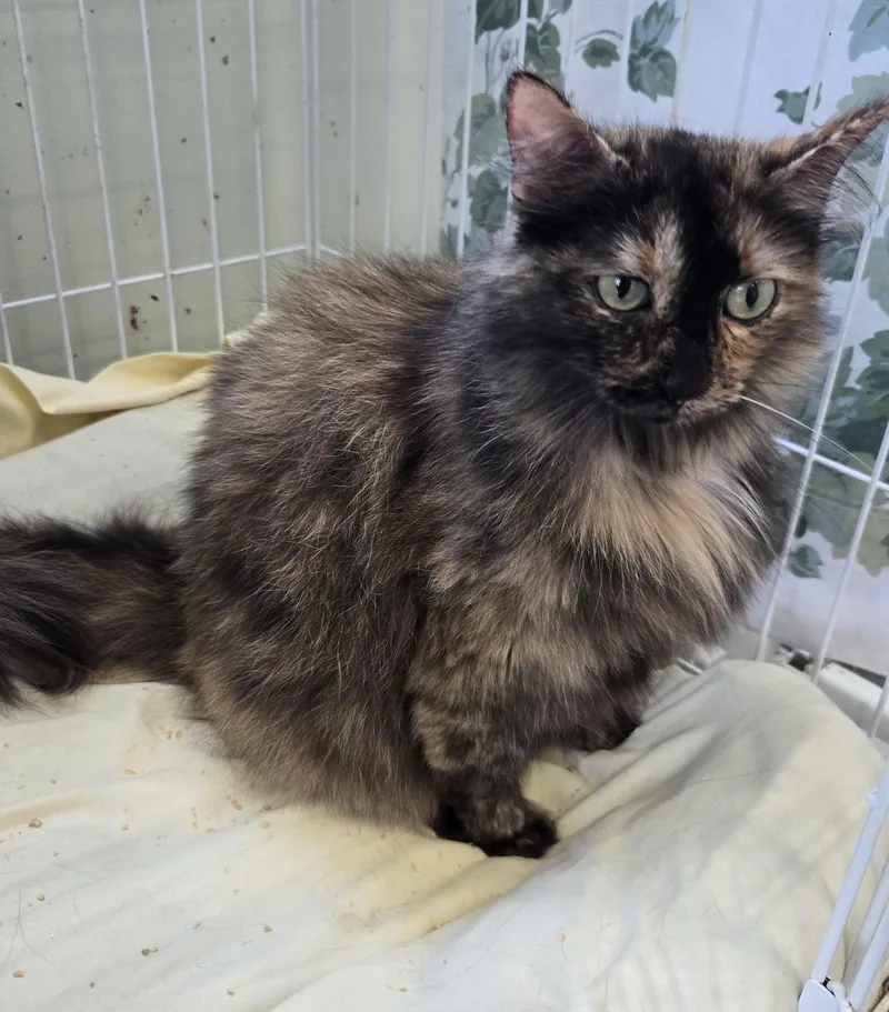 An adult medium-sized female Tortoiseshell Domestic Long Hair cat named Wookie for adoption in Mokena, IL