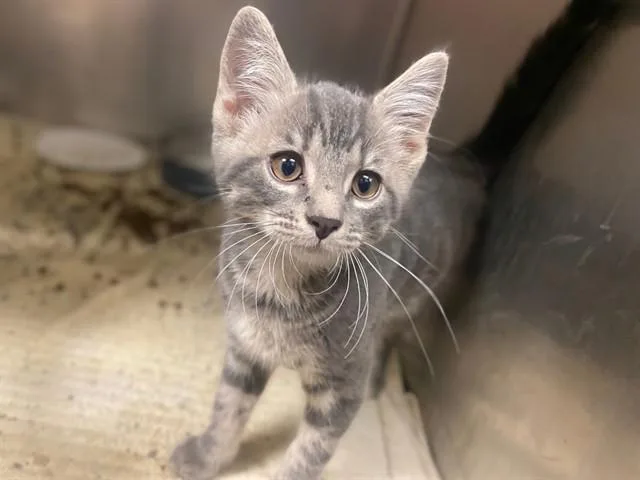 A baby small-sized male Domestic Short Hair cat named Hopper for adoption in Fort Wayne, IN