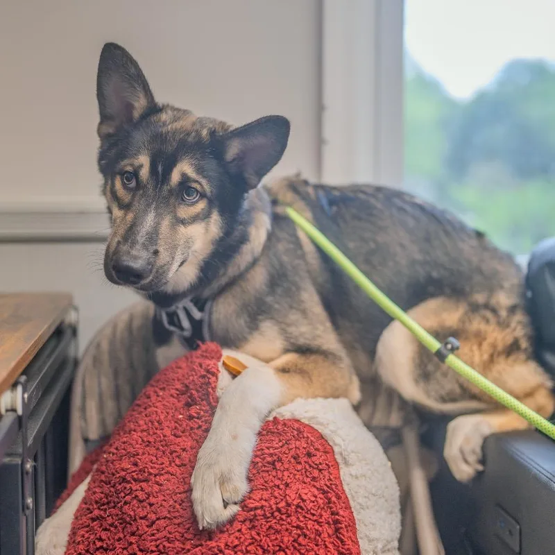 A baby medium-sized male Brown / Chocolate Husky dog named Kai for adoption in Pawling, NY