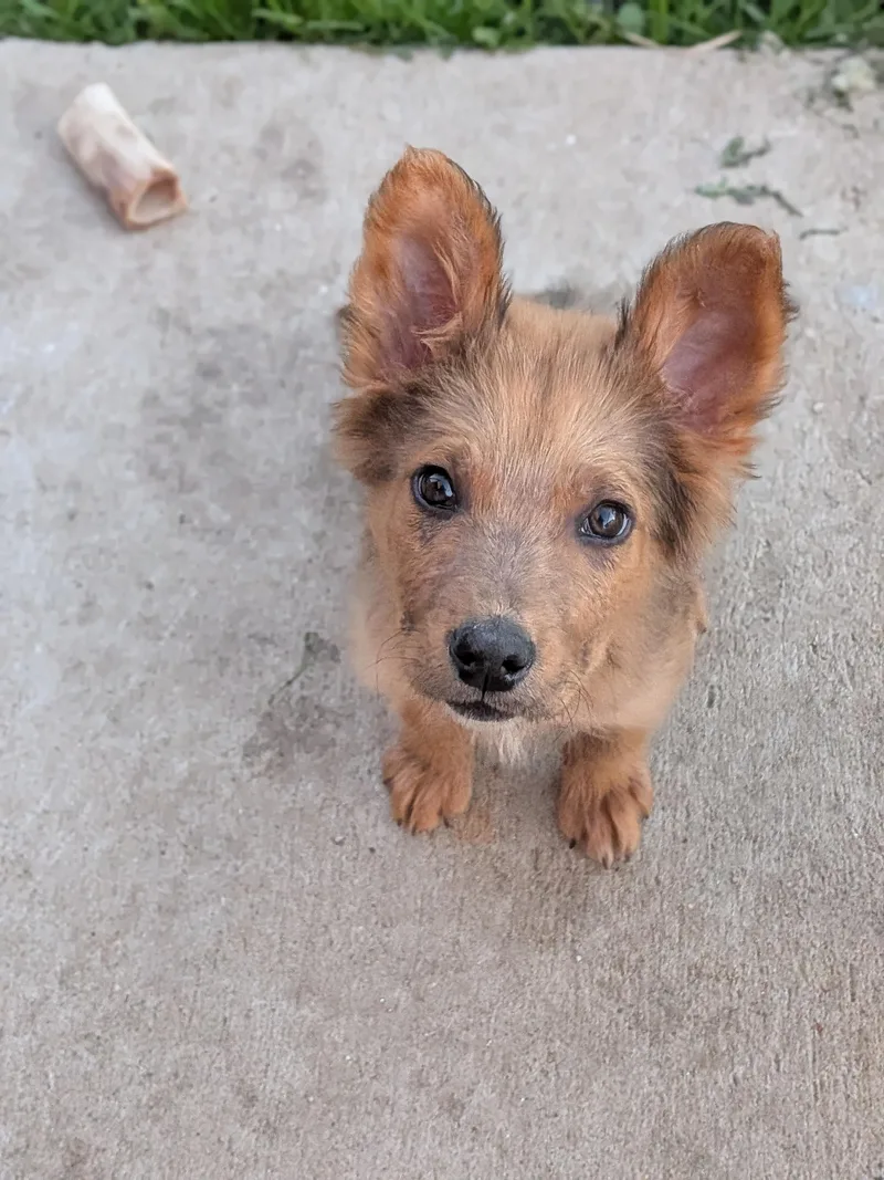 A baby large-sized female Mixed Breed dog named Penny for adoption in Sioux Falls, SD