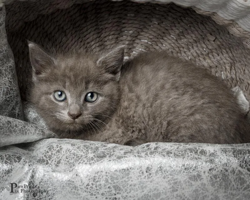 An adult medium-sized female Gray / Blue / Silver Domestic Short Hair cat named Tansy for adoption in Maryville, TN