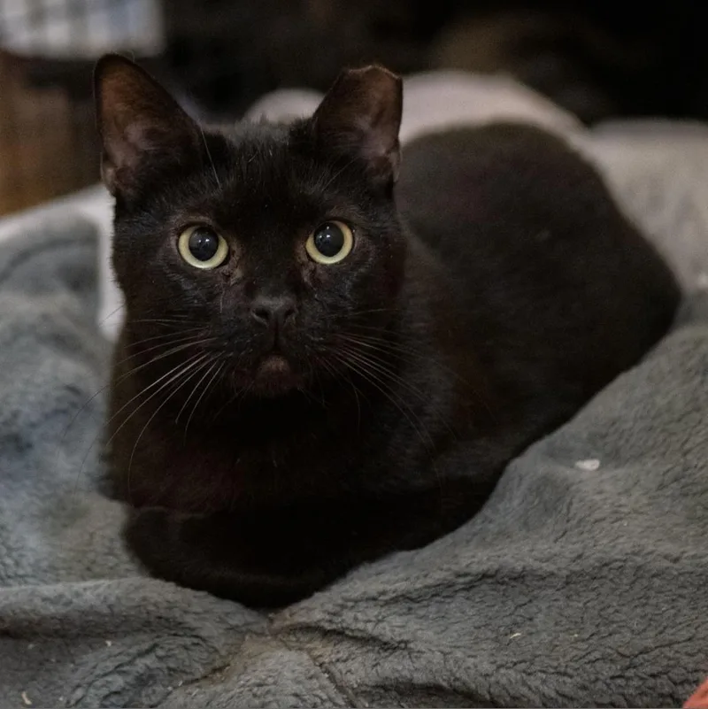 An adult large-sized male Black Domestic Short Hair cat named Akaza for adoption in Los Angeles, CA