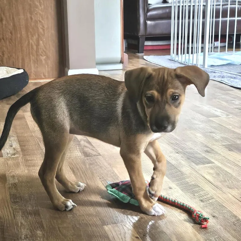 A baby medium-sized female Terrier dog named Clover for adoption in Crystal, MN