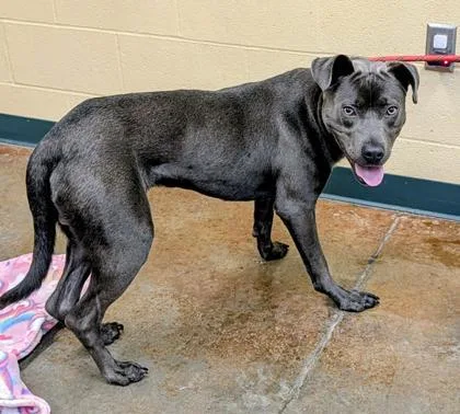 An adult large-sized male Mixed Breed dog named Atherton for adoption in Independence, MO