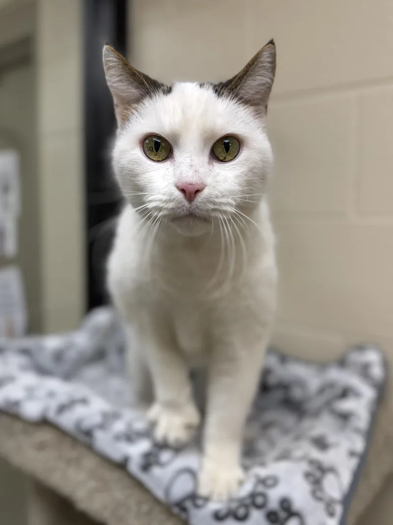 A senior medium-sized male White Domestic Short Hair cat named Jasper for adoption in Valparaiso, IN