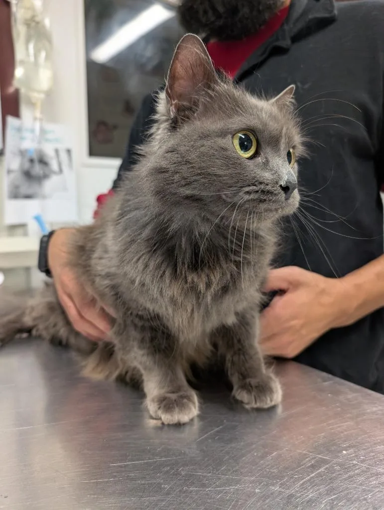 An adult medium-sized female Nebelung cat named Svetlana for adoption in Fall River, MA