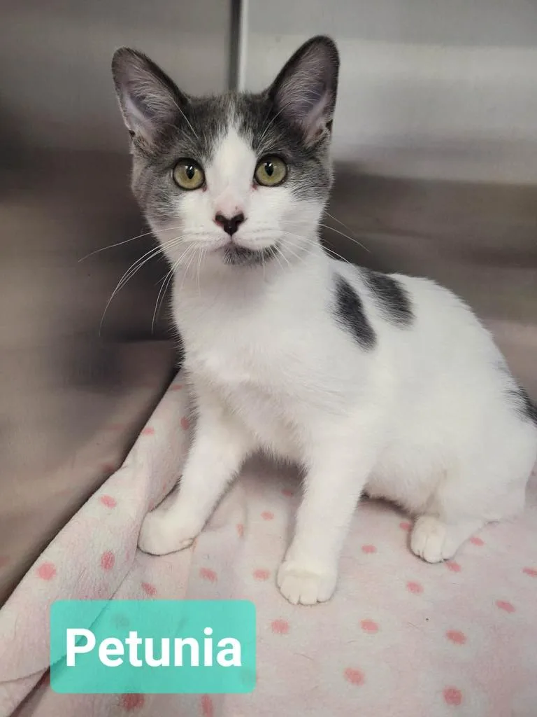 A baby small-sized female Domestic Short Hair cat named Petunia for adoption in Richmond, IN