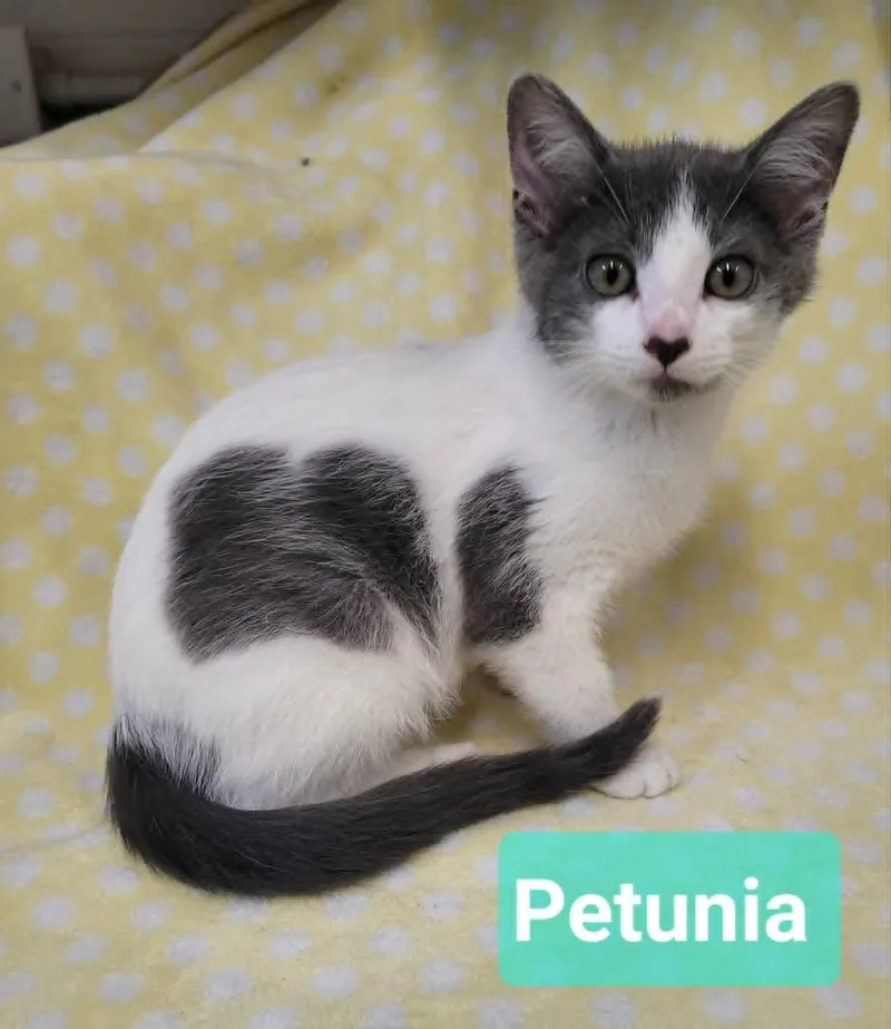 Petunia thumbnail 2